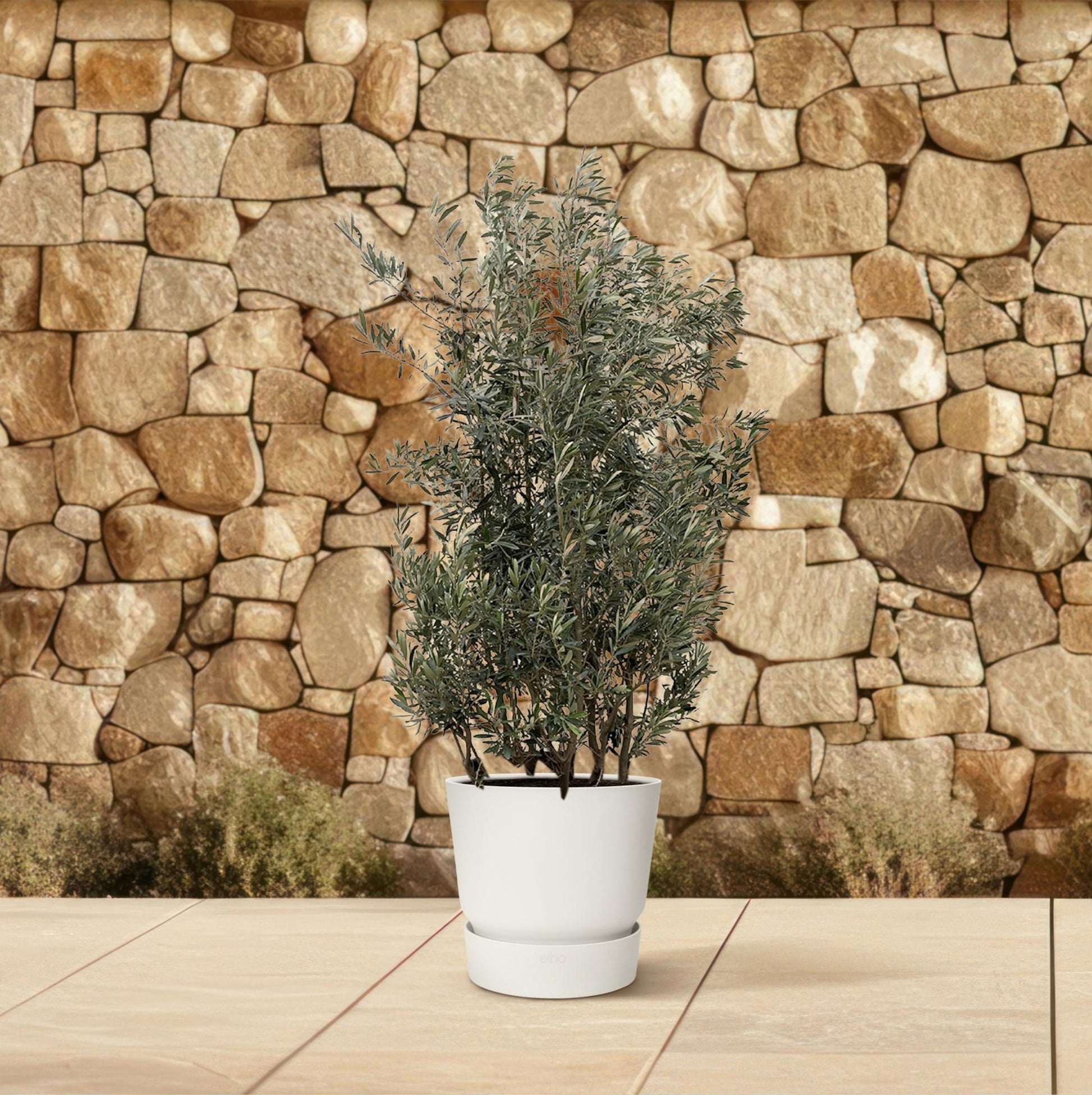Olea Europaea busk