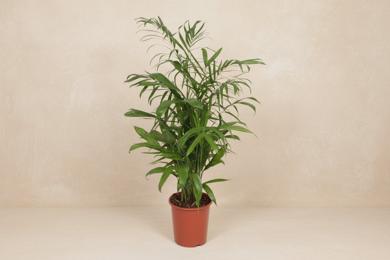 Chamaedorea Seifrizii – 140 cm – ø27