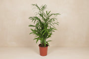 Chamaedorea seifrizii (Bergpalm) op 140cm — XXLplant