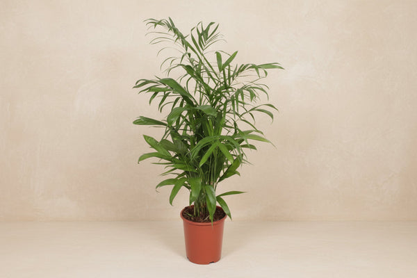 Chamaedorea seifrizii (bjergpalme) 140 cm høj, potte ø27 cm