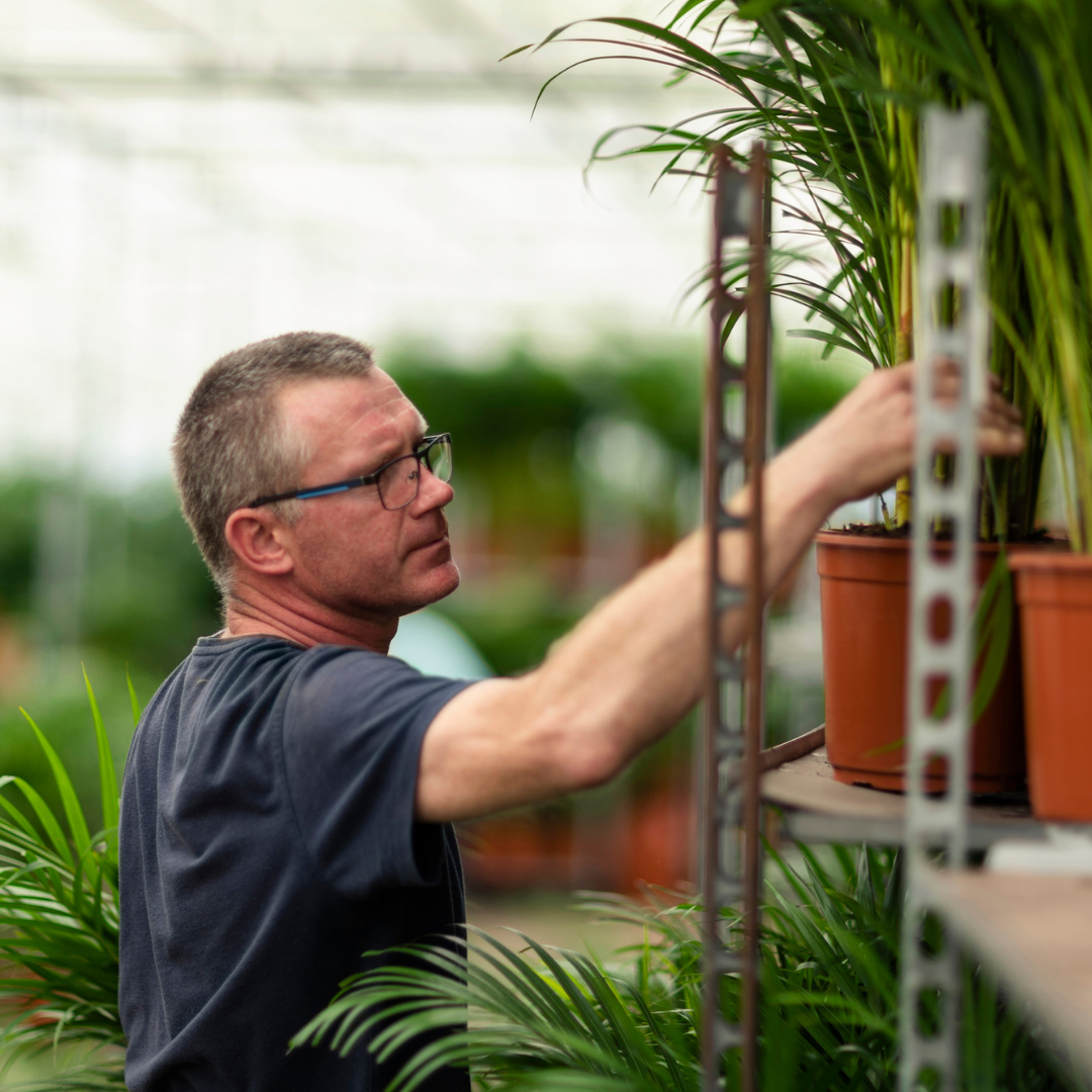 Areca palme