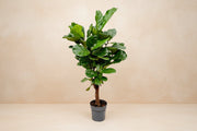 Ficus lyrata (figentræ) på 130 cm — XXLplante