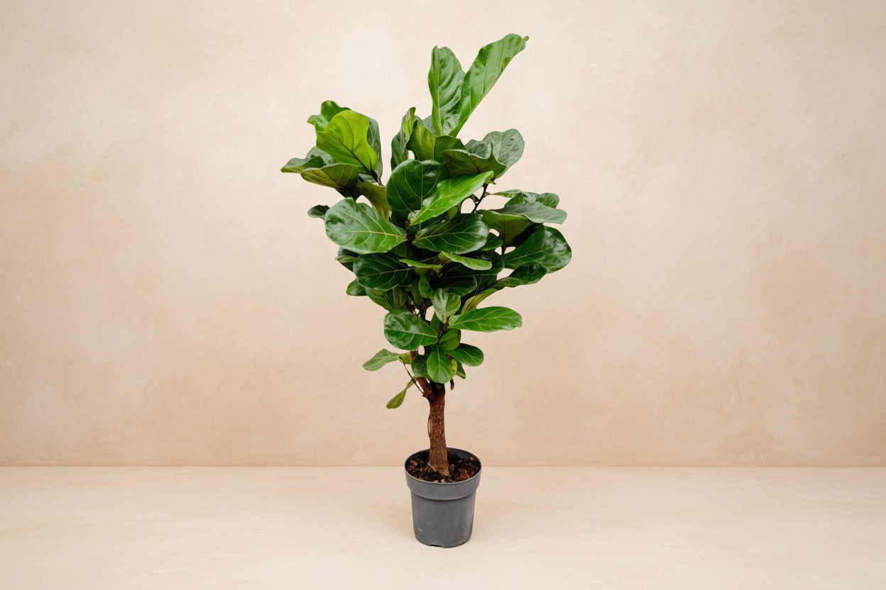 Ficus Lyrata vertakte kamerplant met grote donkergroene vioolvormige bladeren in pot van 24 cm.