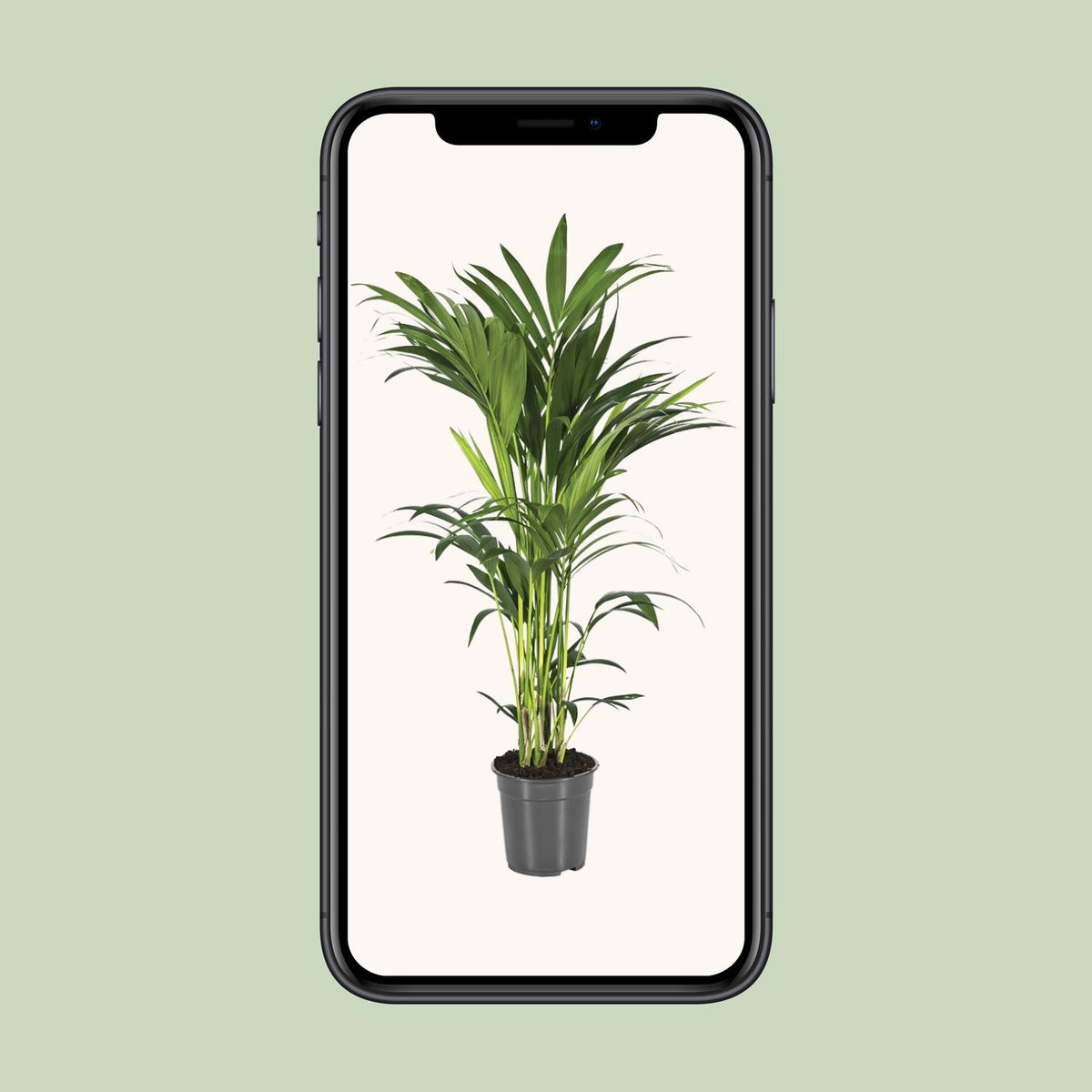Kentiapalm (Howea forsteriana)