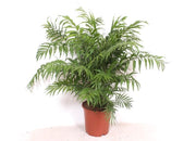 Chamaedorea Elegans