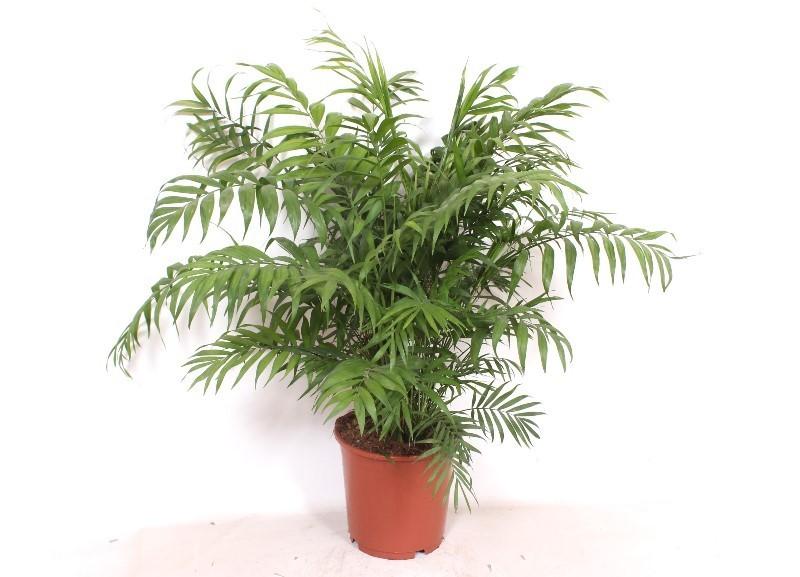 Chamaedorea Elegans Ø 100cm - ø24