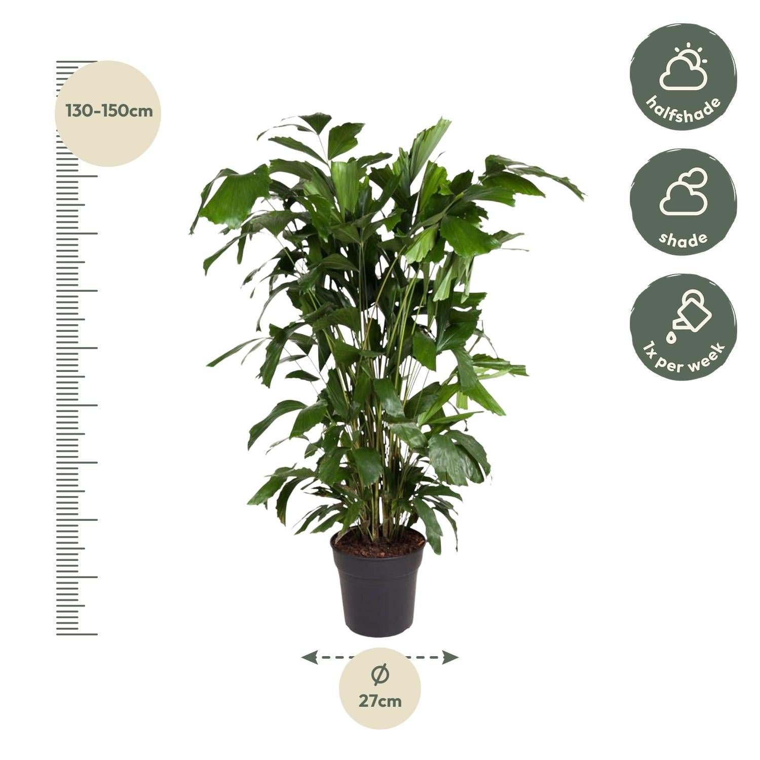 Caryota Mitis - XXLplant