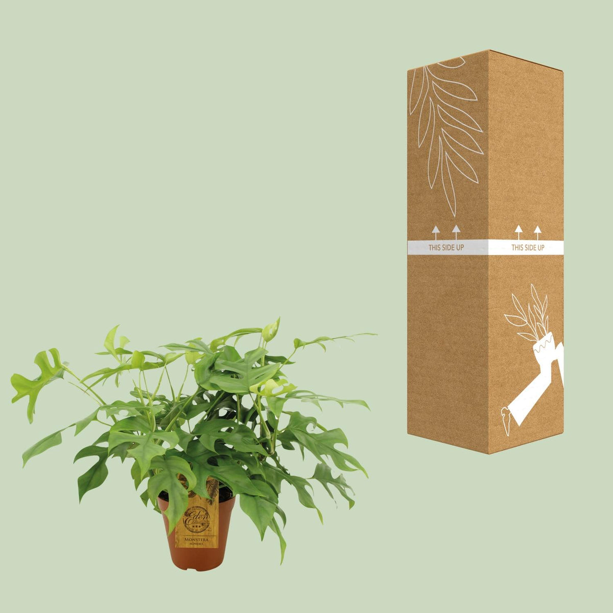 Mini monstera 40 cm tall, pot ø15 cm