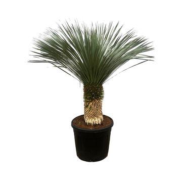 Yucca Rostrata - XXLplant