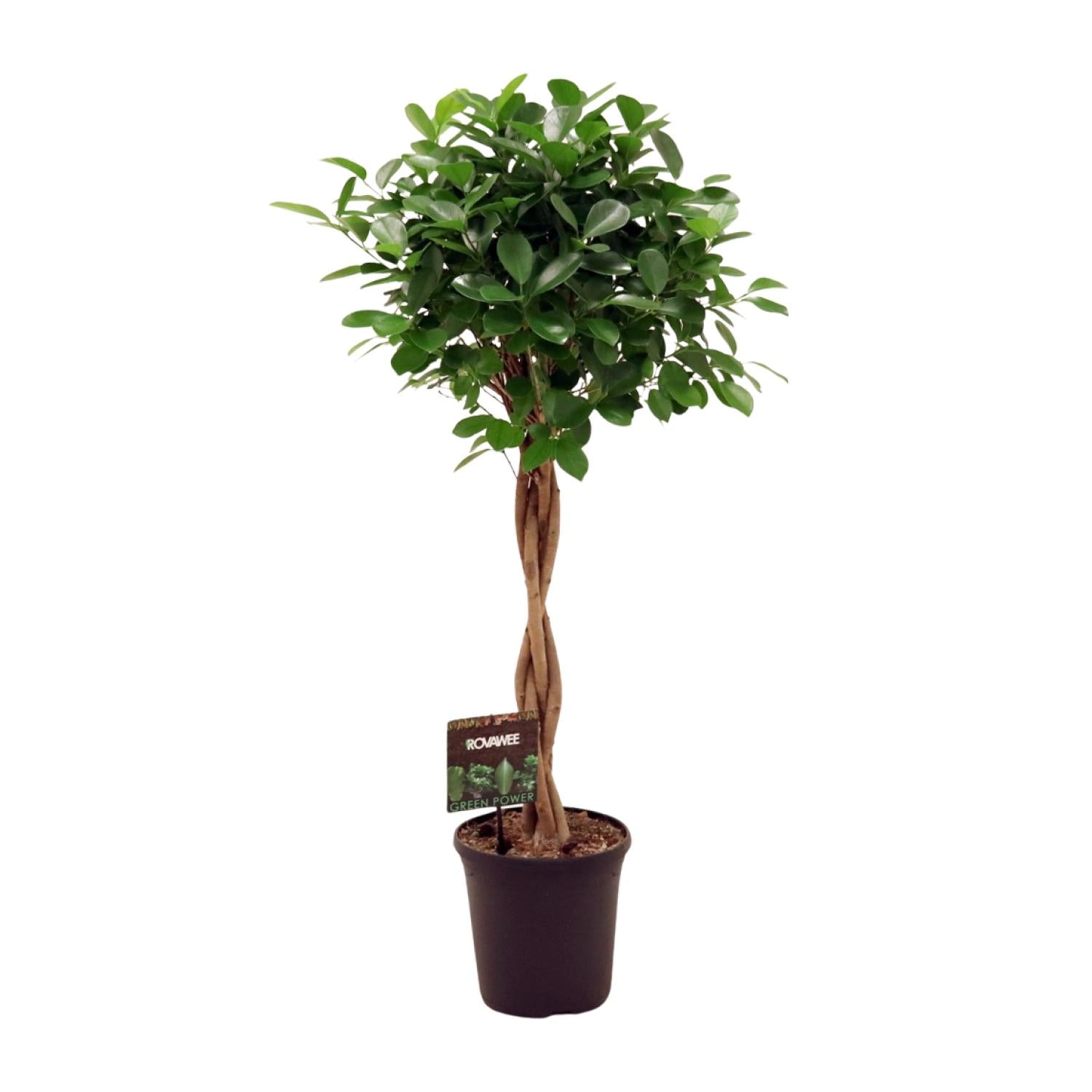 Treurvijg Moclame (Ficus microcarpa) 110 cm hoog, pot ø23 cm