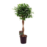 Treurvijg Moclame (Ficus microcarpa) 110 cm hoog, pot ø23 cm