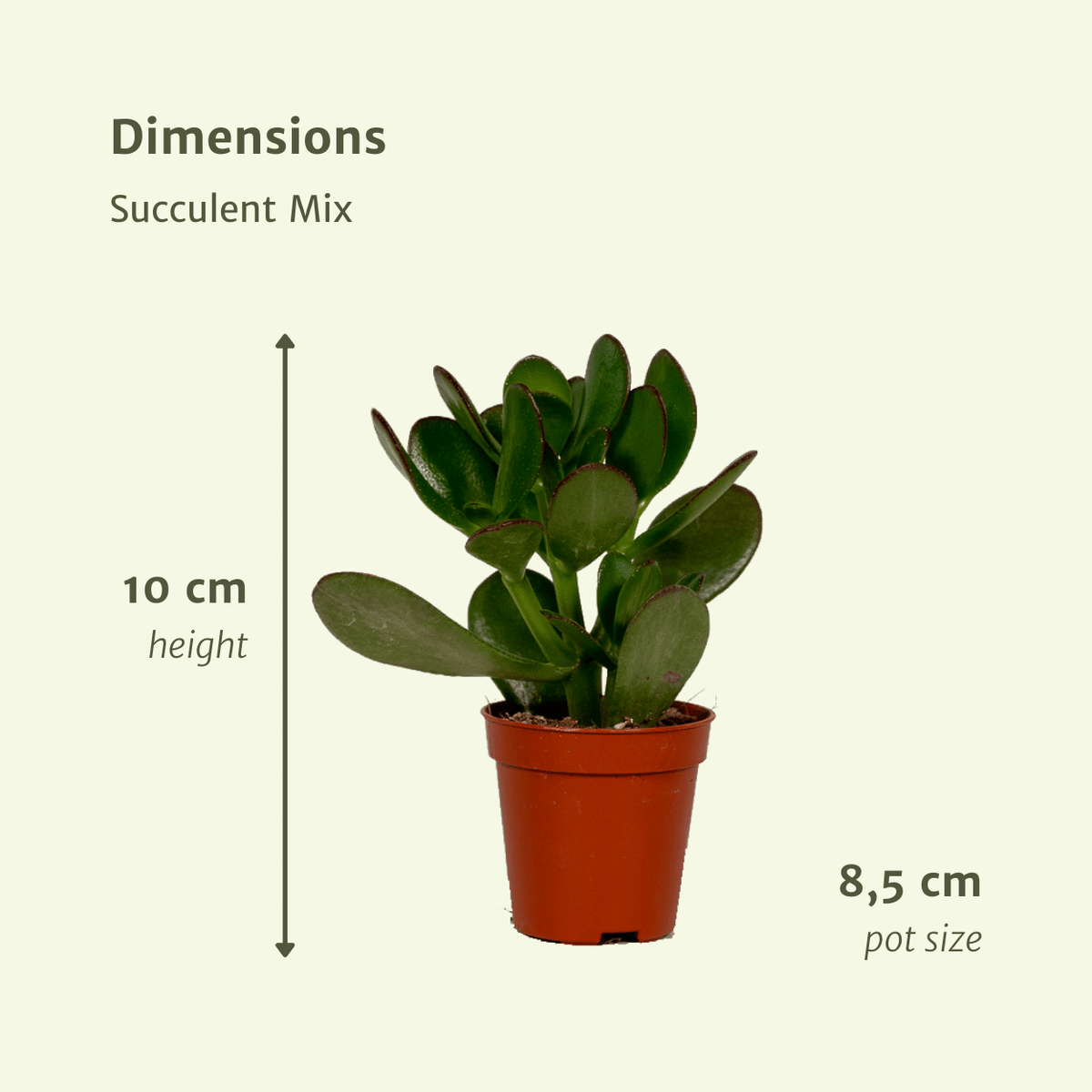 Succulenten mix