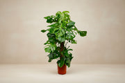 Monstera Deliciosa XXL - 150cm - ⌀27 - XXLplante