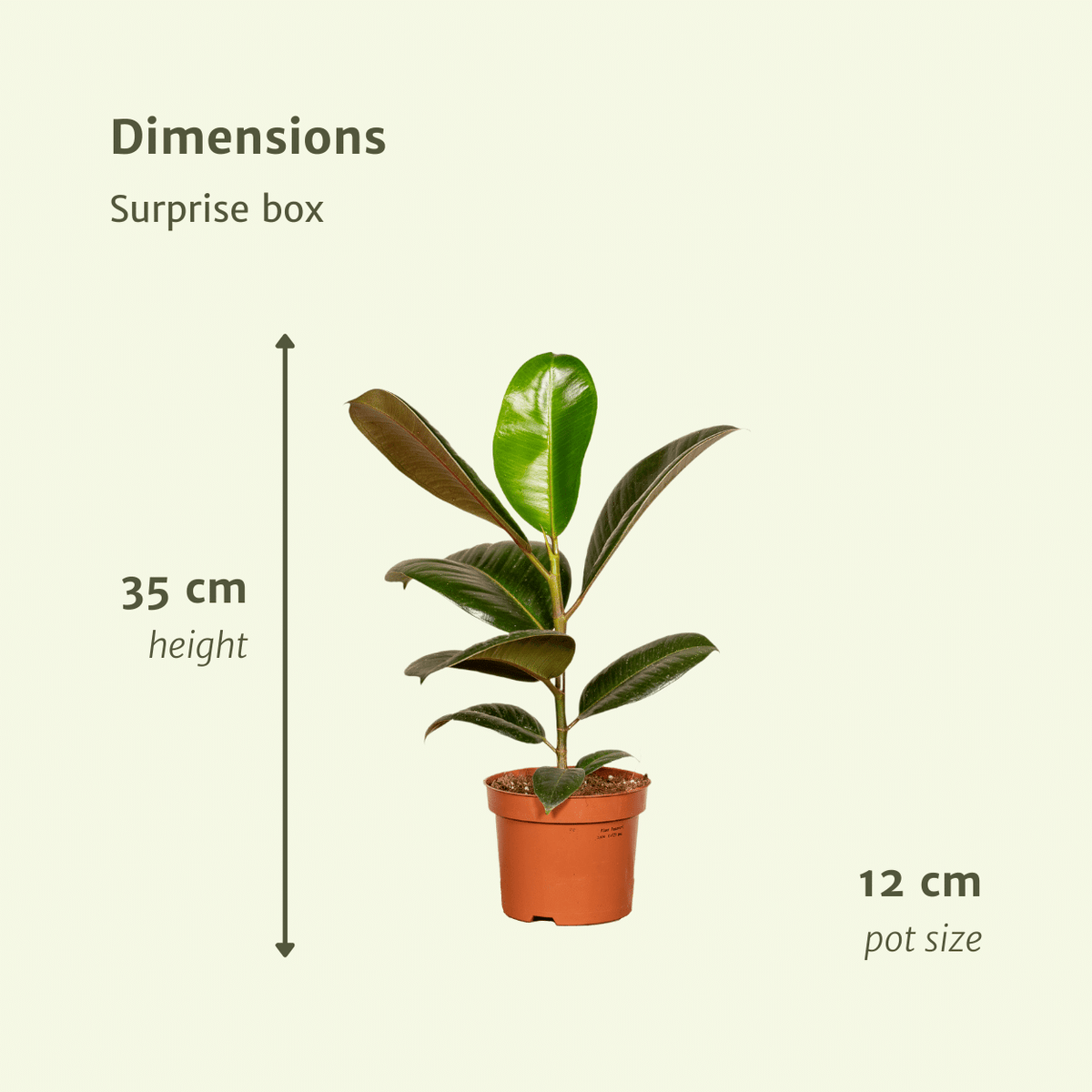 Verrassingsbox kamerplanten