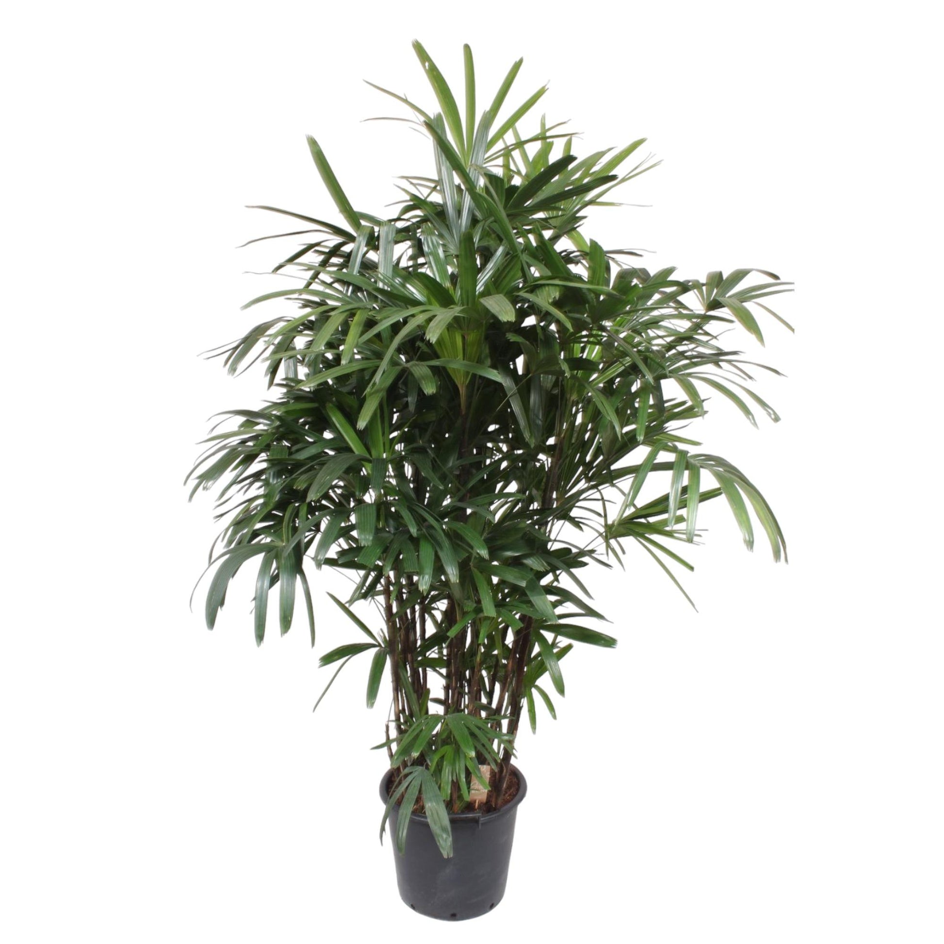 Rhapis Excelsa - 190 cm - ø40 - XXLplant