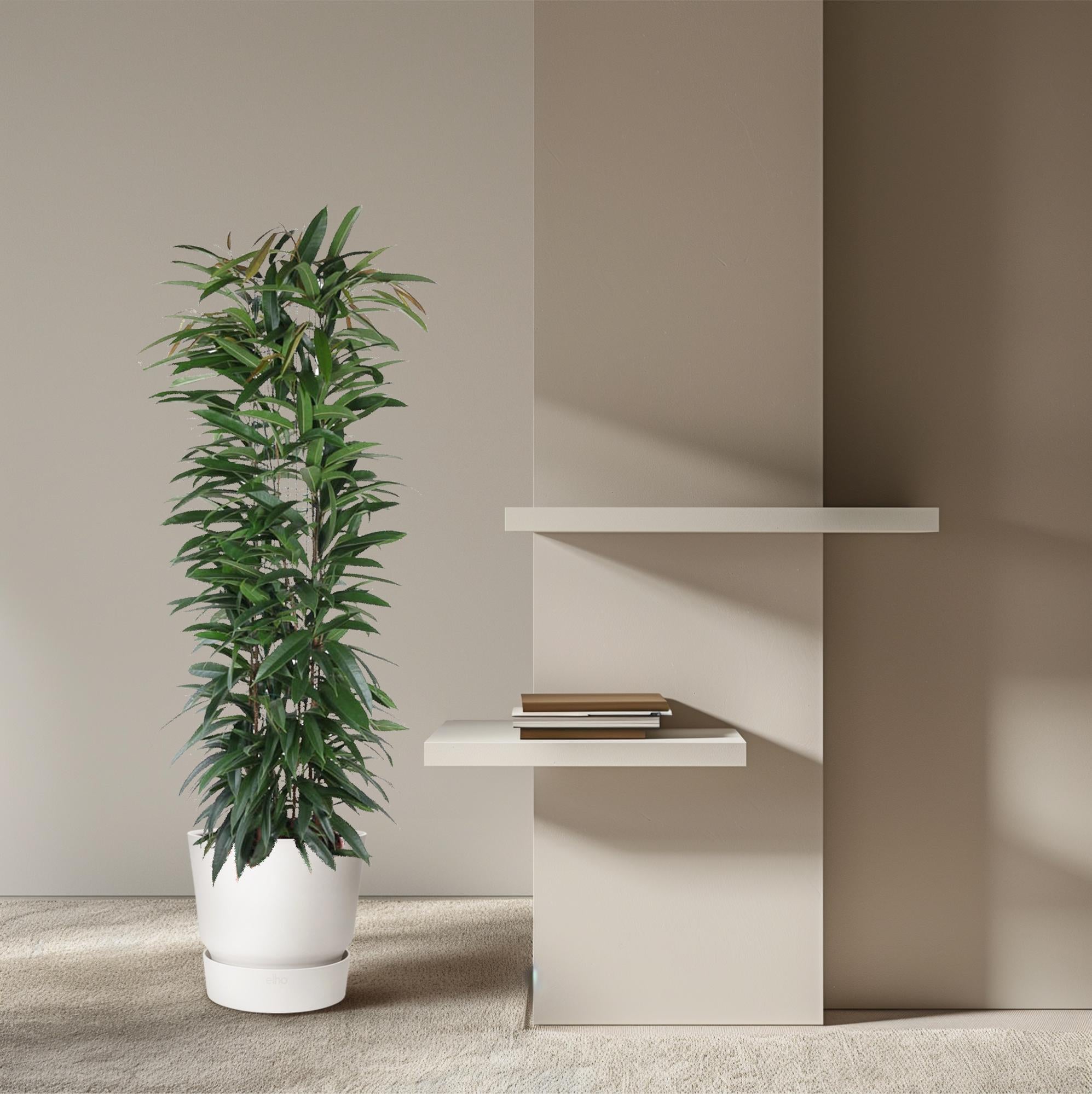 Ficus Alii King (zuilvorm) 150 cm hoog, pot ø29 cm