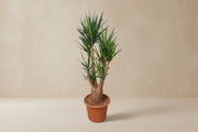 Yucca Elephantipes