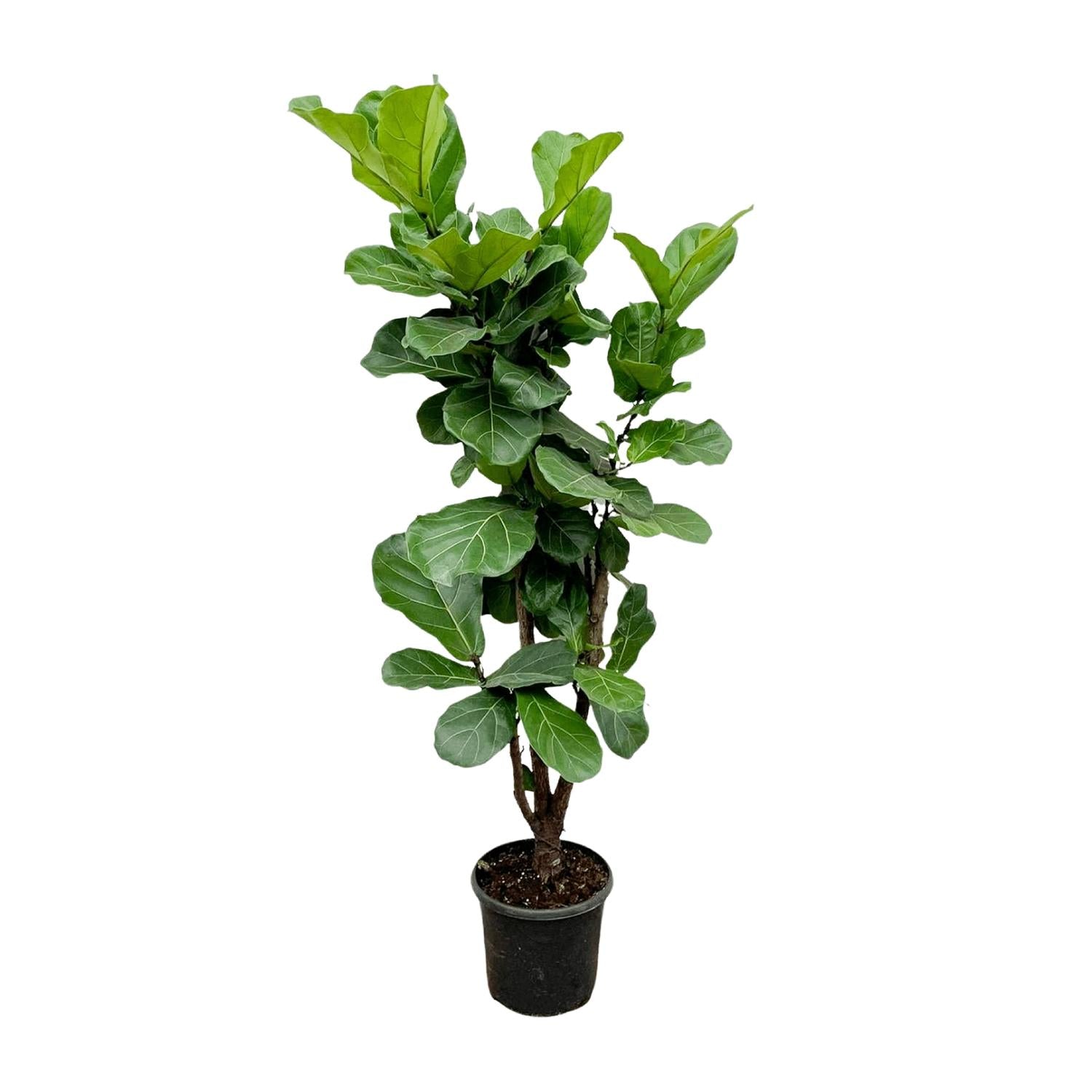 Ficus Lyrata vertakte plant 150cm hoog in pot ø32cm
