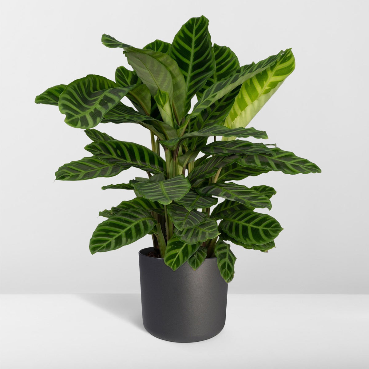 Calatea zebra alta 75 cm, vaso ø19 cm