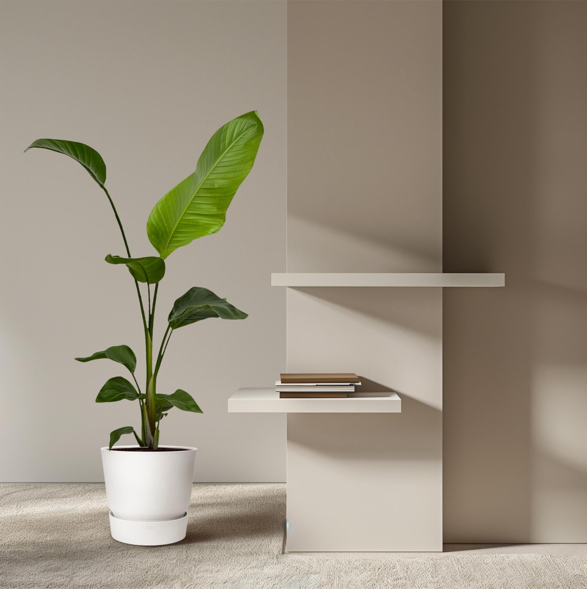 Witte paradijsvogel (Strelitzia nicolai) 100 cm hoog, pot ø17 cm, set van 2