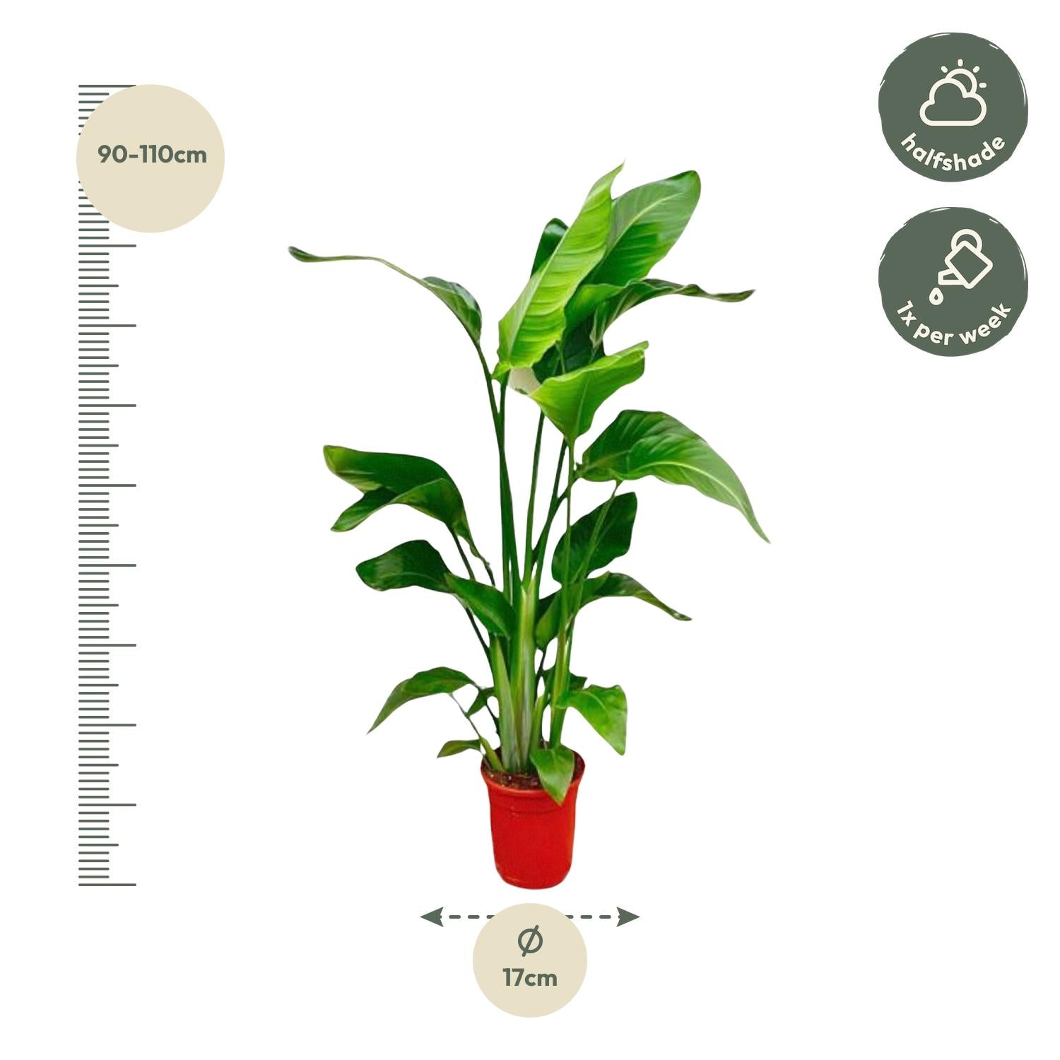 Strelitzia Nicolai