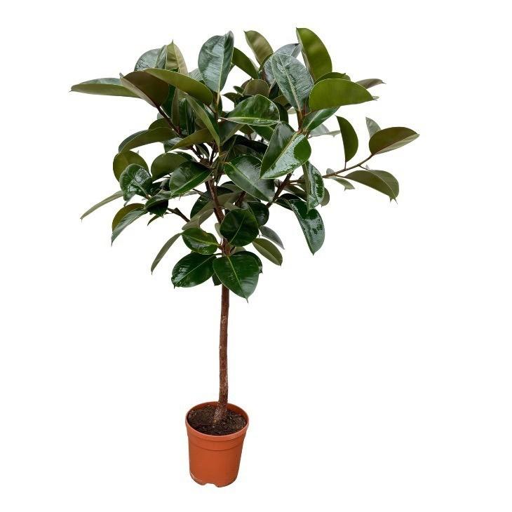 Ficus Elastica Robusta (rubberboom op stam) 120 cm hoog, pot ø24 cm