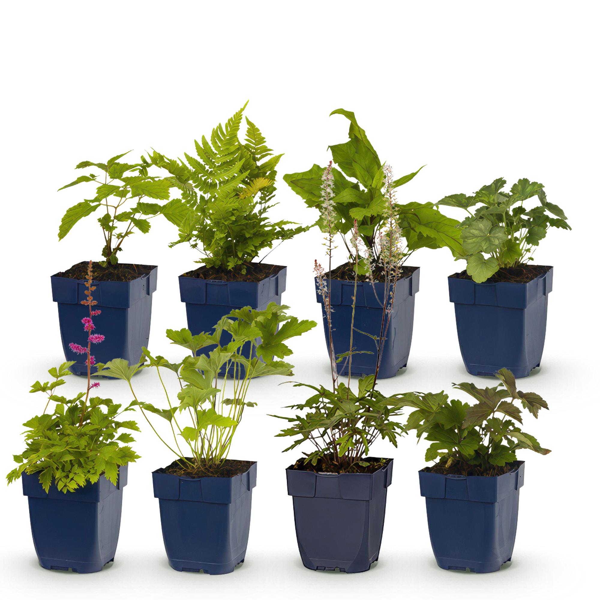 Borderpakket Schaduw, 8 vaste planten voor 1 m², pot ø11 cm