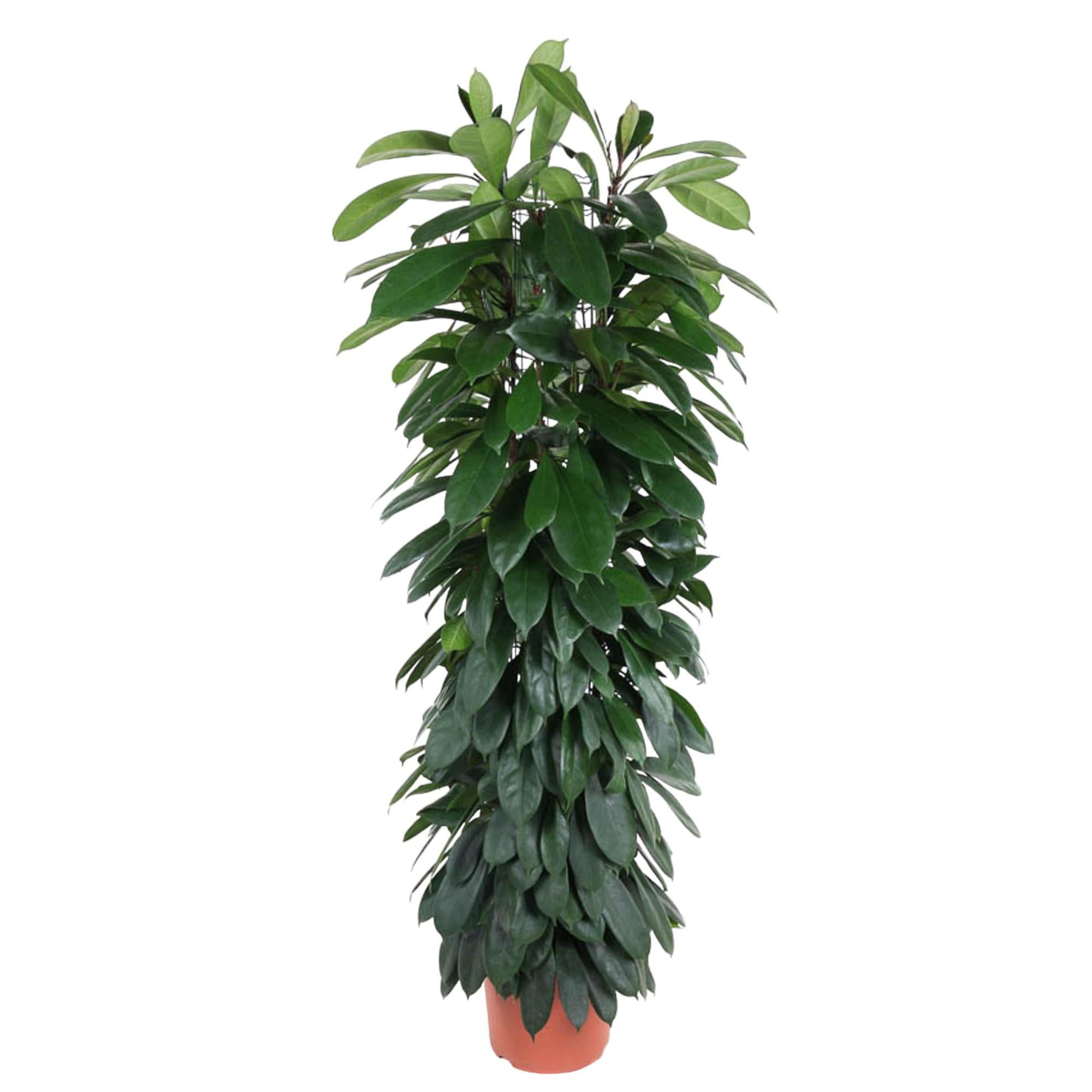 Ficus Cyatistipula (zuilvorm) 150 cm hoog, pot ø29 cm