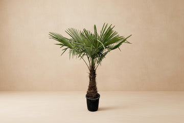 Trachycarpus Fortunei