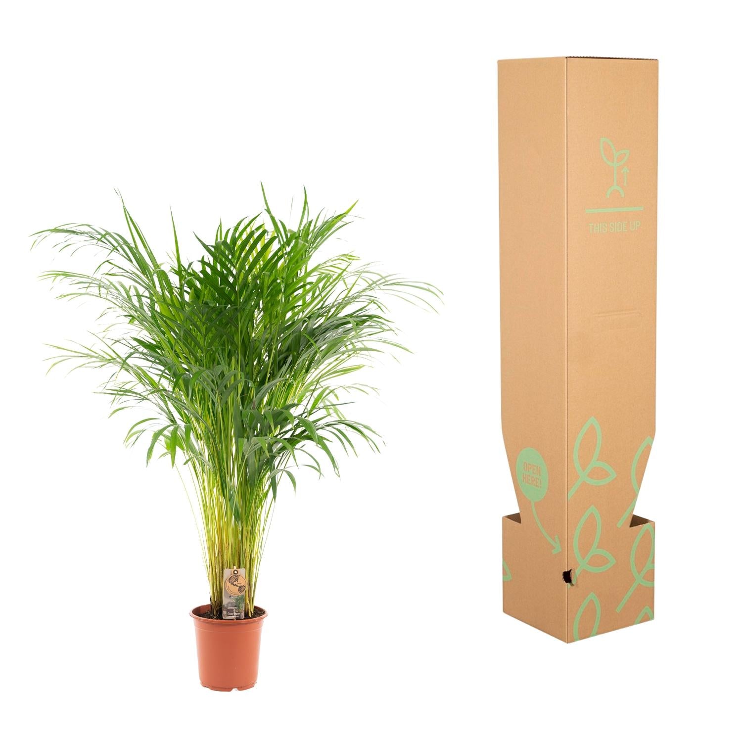 Areca Palm 100cm Ø21