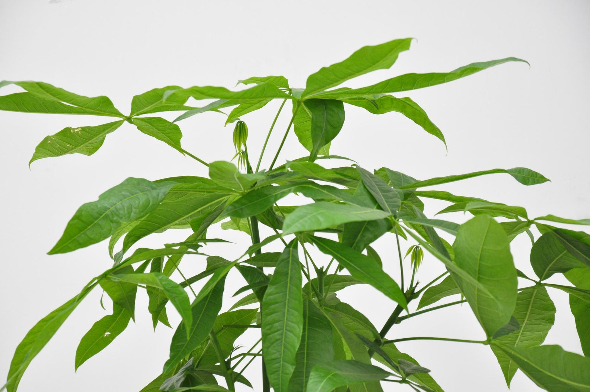 Pachira Aquatica kamerplant met glanzende groene bladeren en gevlochten stam in pot van 24 cm diameter