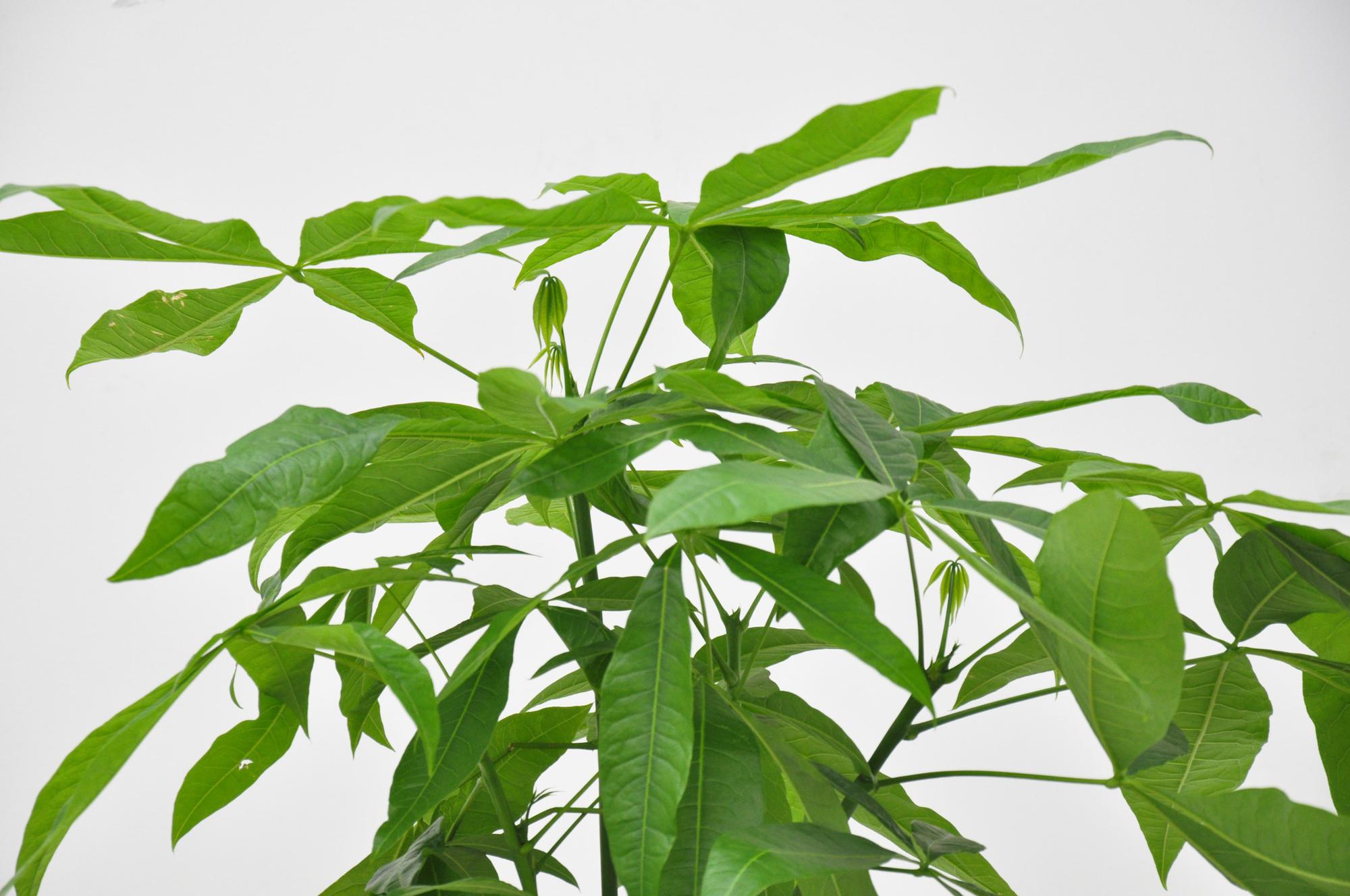 Pachira Aquatica kamerplant met glanzende groene bladeren en gevlochten stam in pot van 24 cm diameter