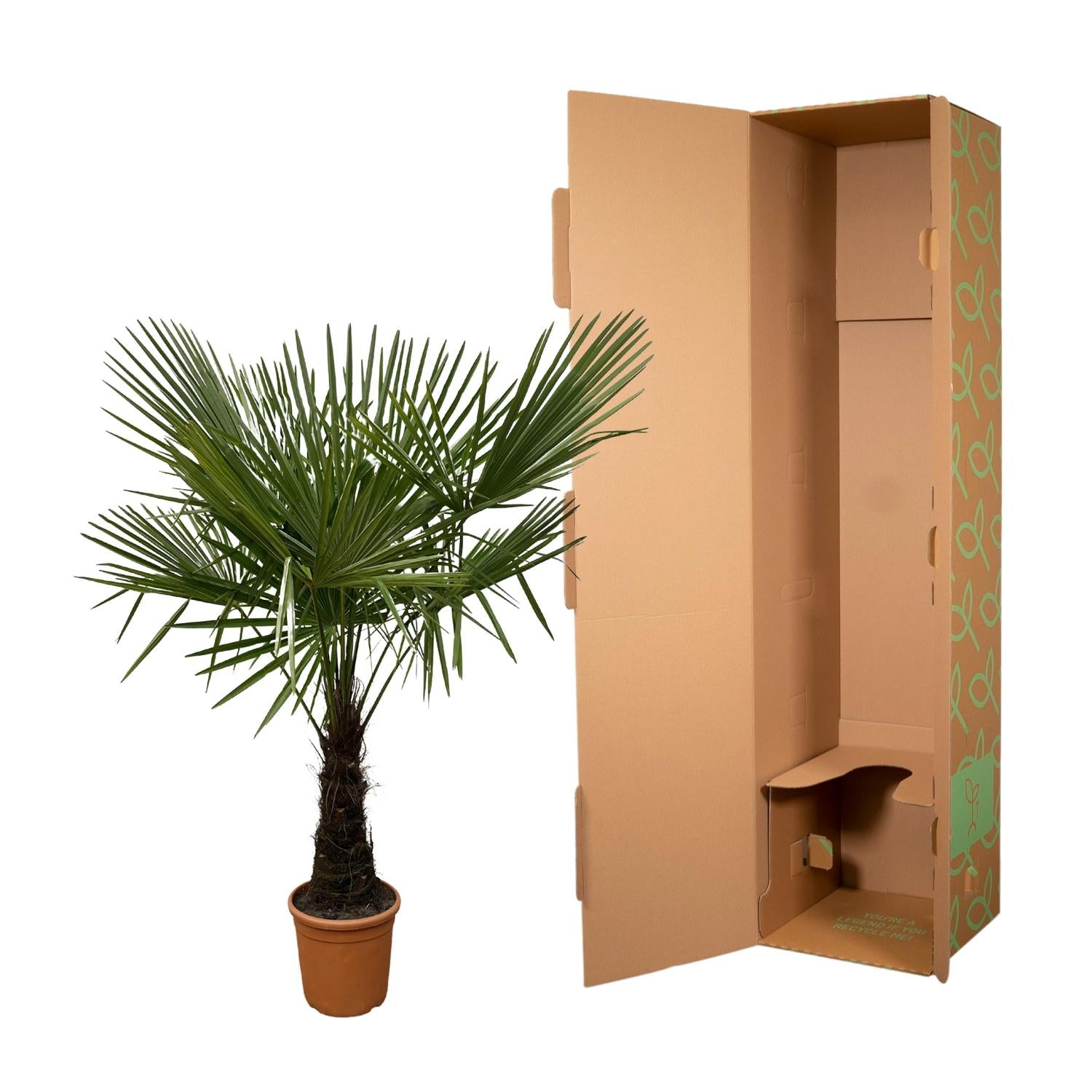 Trachycarpus - 180cm- Ø30 - XXLplant