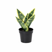 Kunstplant Sansevieria Laurentii