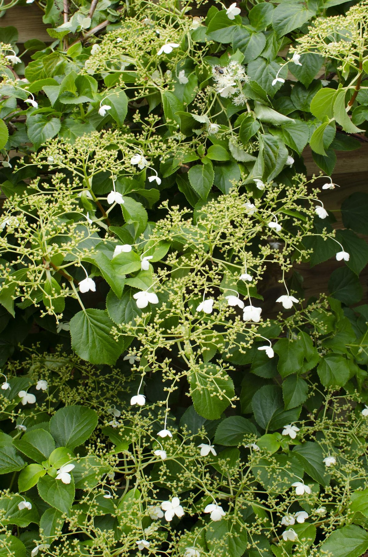 Hortensia grimpant , 4 plantes de 65 cm