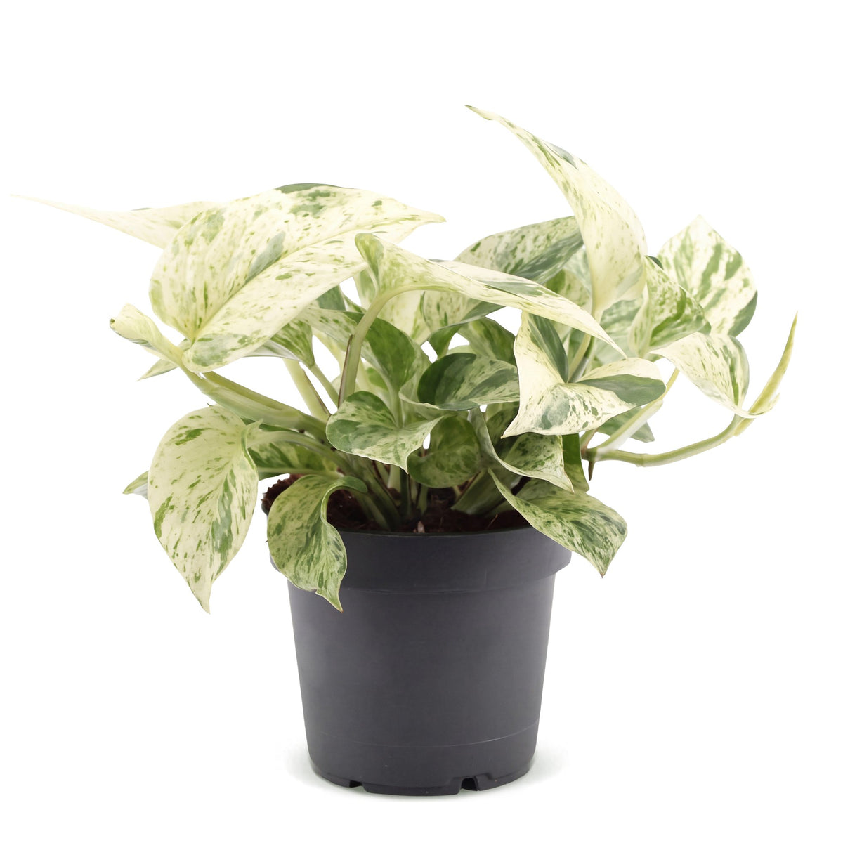 Scindapsus (Epipremnum 'Snow Leopard')