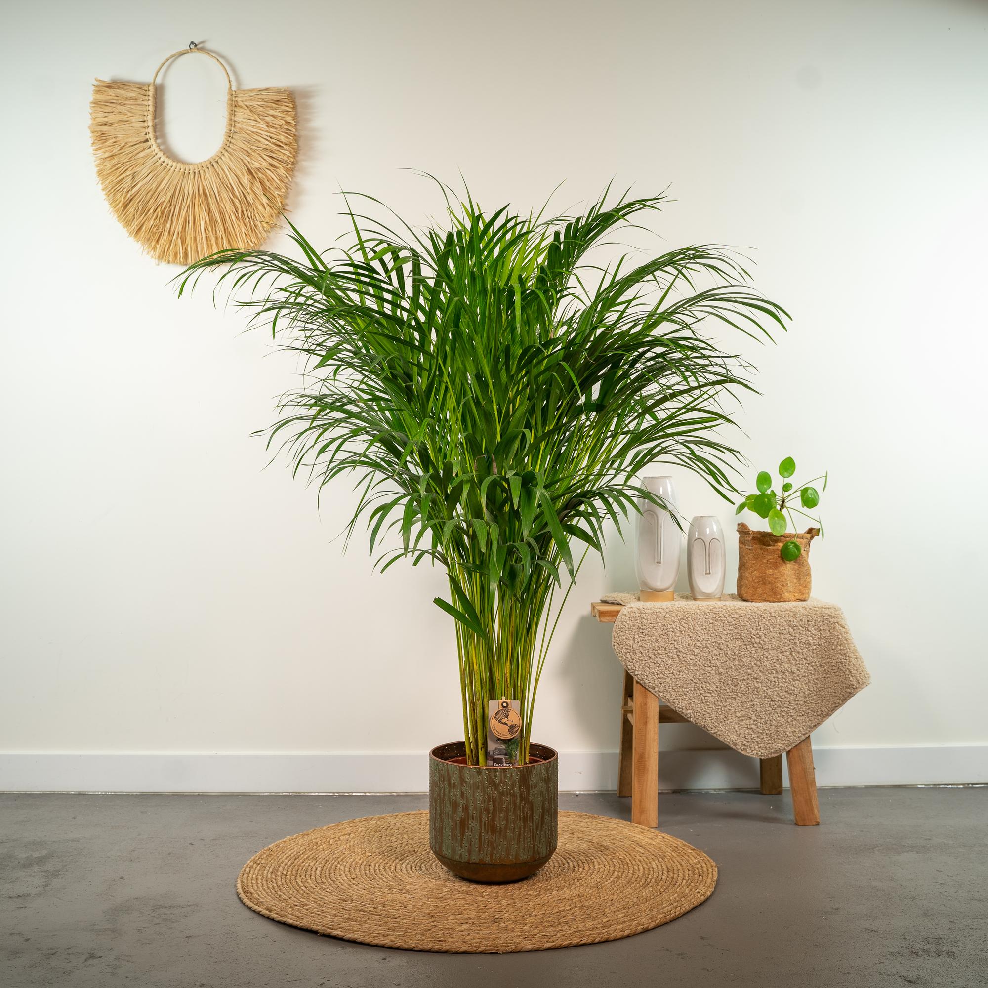 Areca palme