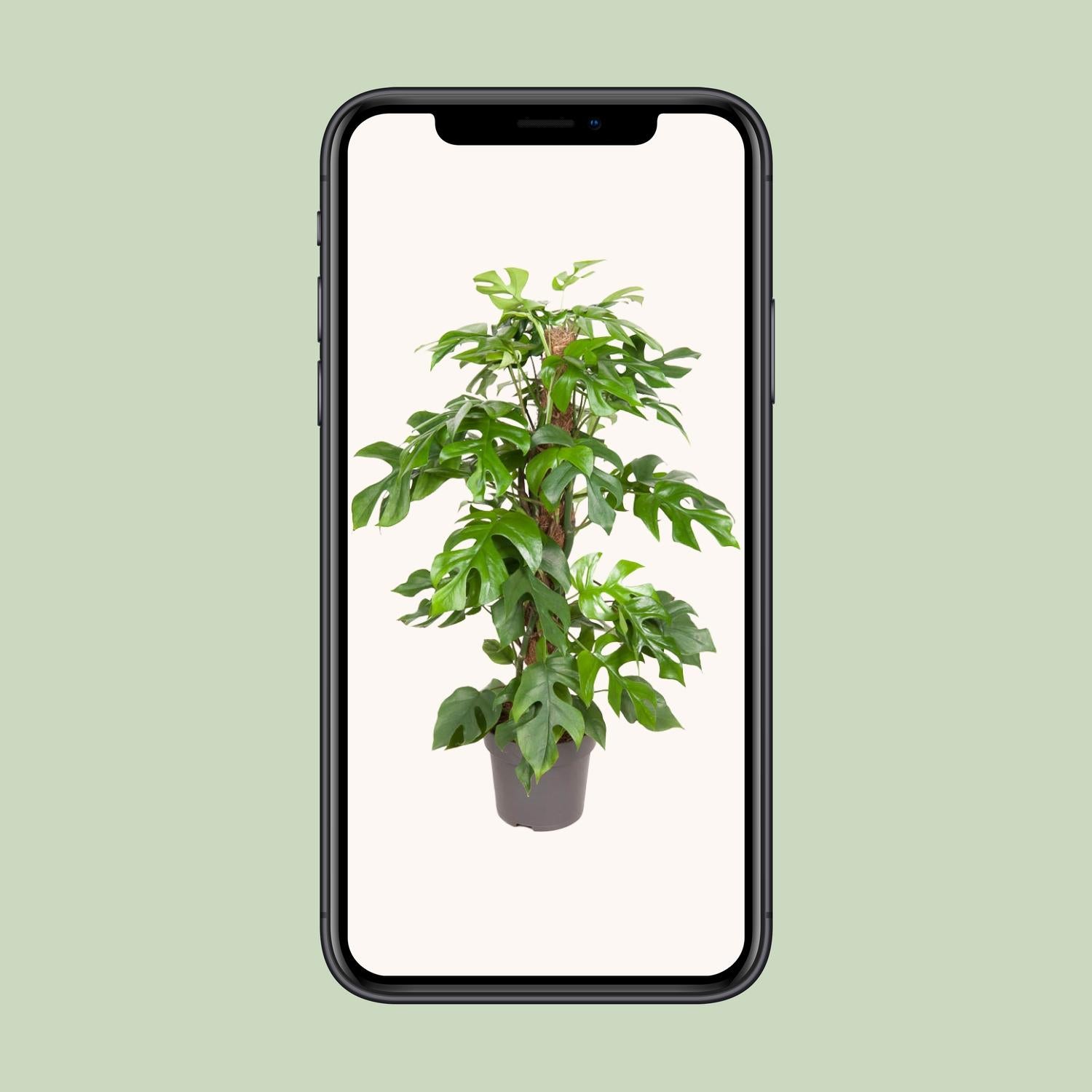 Monstera Minima (gatenplant) 80 cm hoog, pot ø19 cm