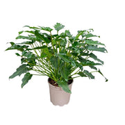 Philodendron Xanadu 70cm - ø21
