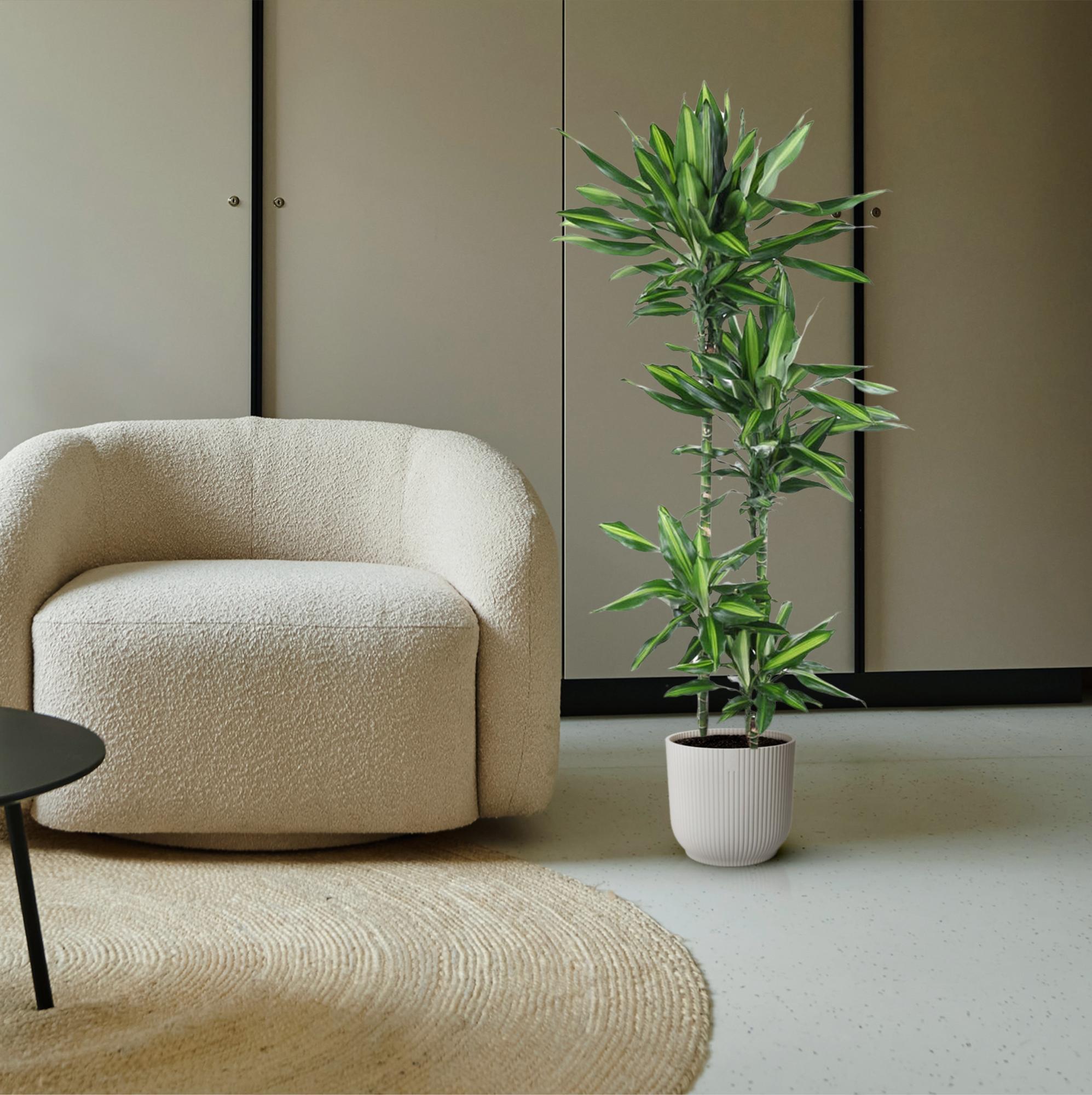 Dracaena Cintho (drakenbloedboom) 150 cm hoog, pot ø27 cm