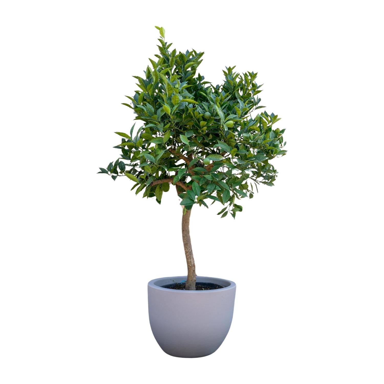 Sinaasappelboom (Citrus sinensis) 200 cm hoog, pot ø35 cm