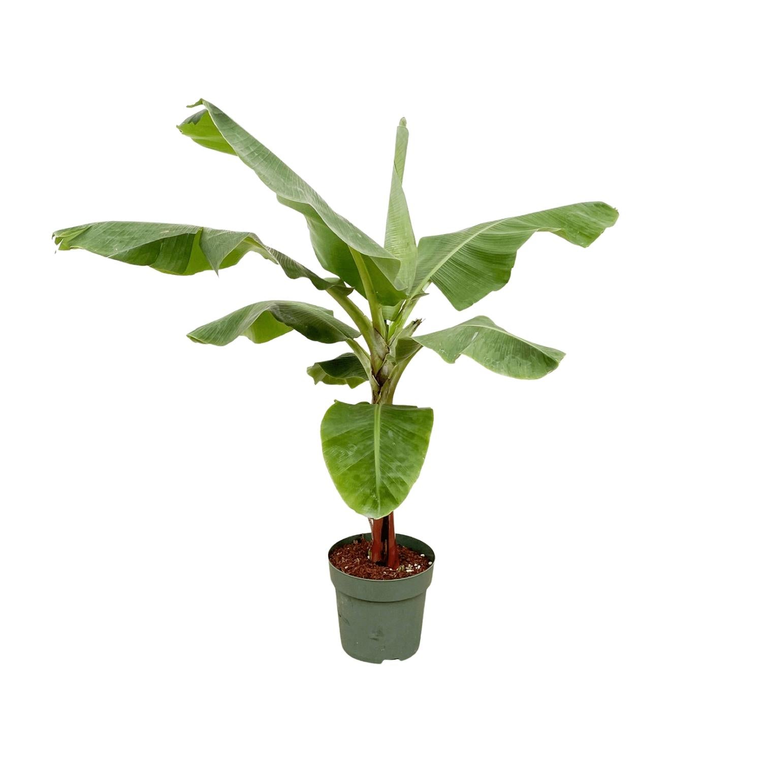 Bananenplant (Musa) - 160cm - Ø30 - XXLplant