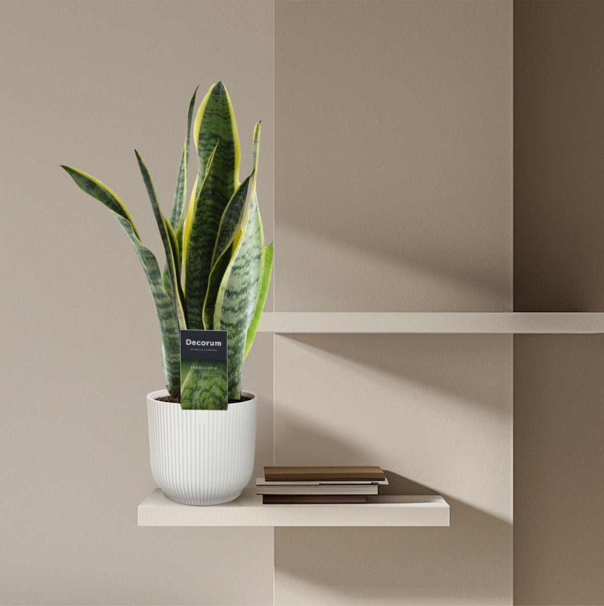 Bogenhanf 45 cm hoch, Topf ø12 cm