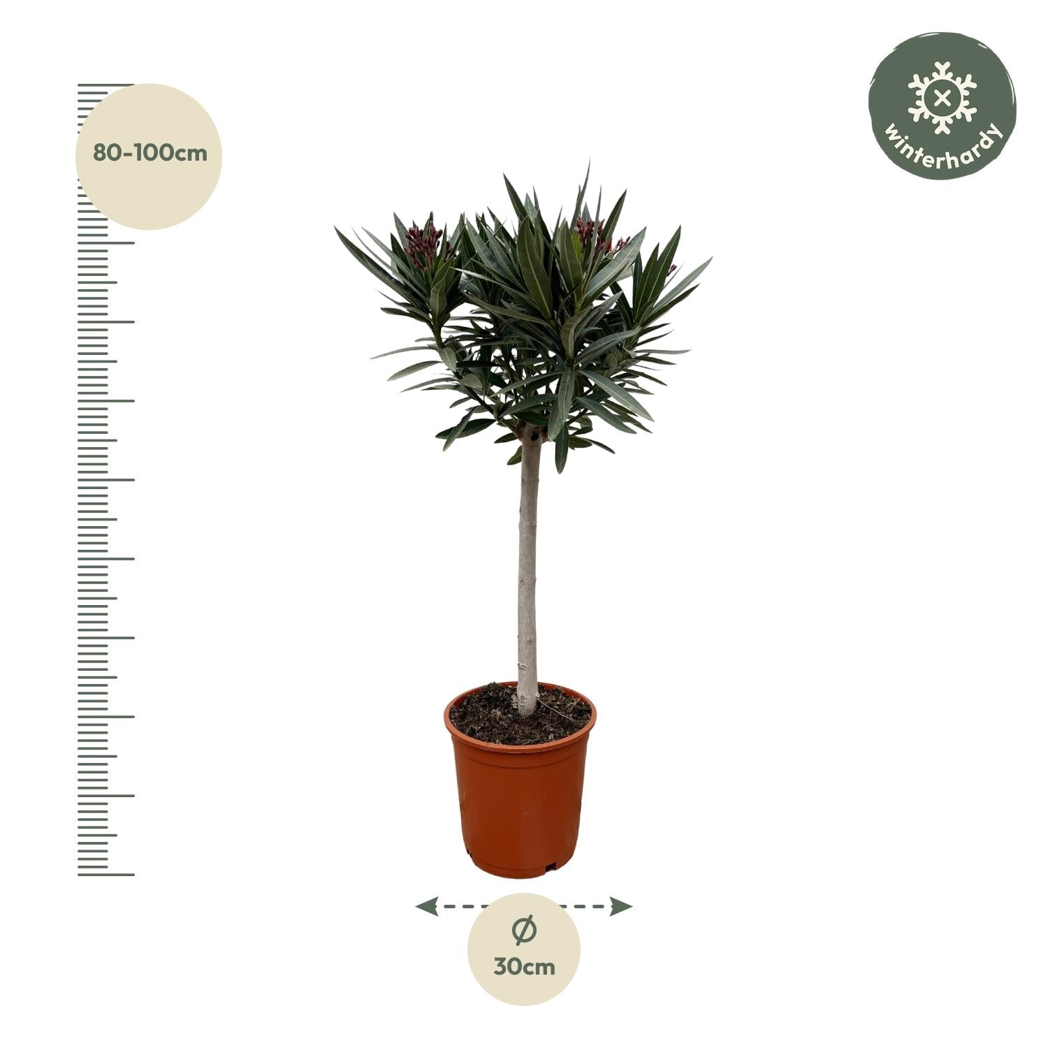 Oleander op stam roze bloem (Nerium oleander) 90 cm hoog, pot ø22 cm