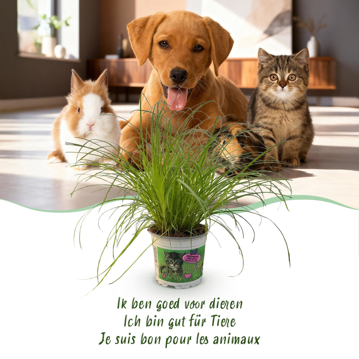 Katzengras-Mix