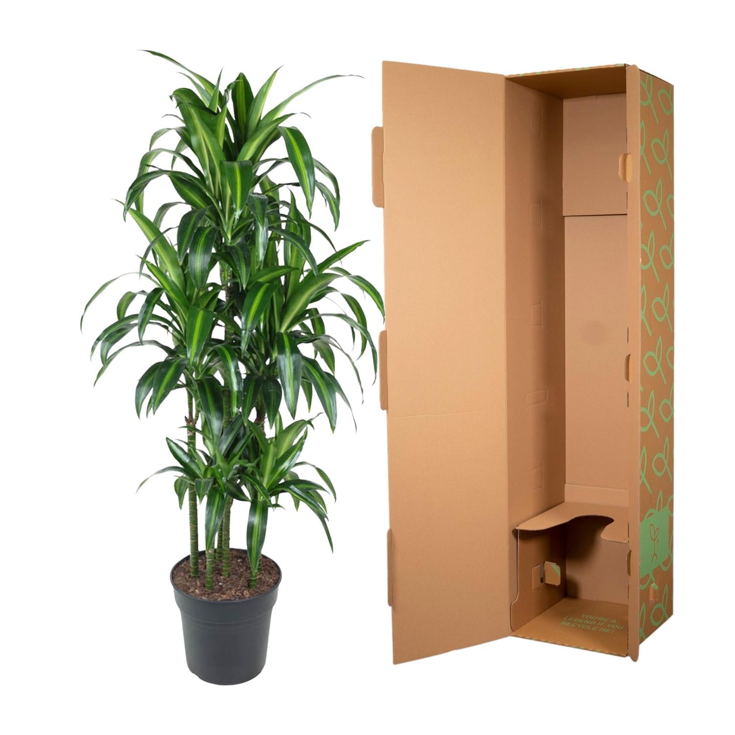 Drakenbloedboom Hawaiiana Carrousel (Dracaena) 150 cm hoog, pot ø31 cm