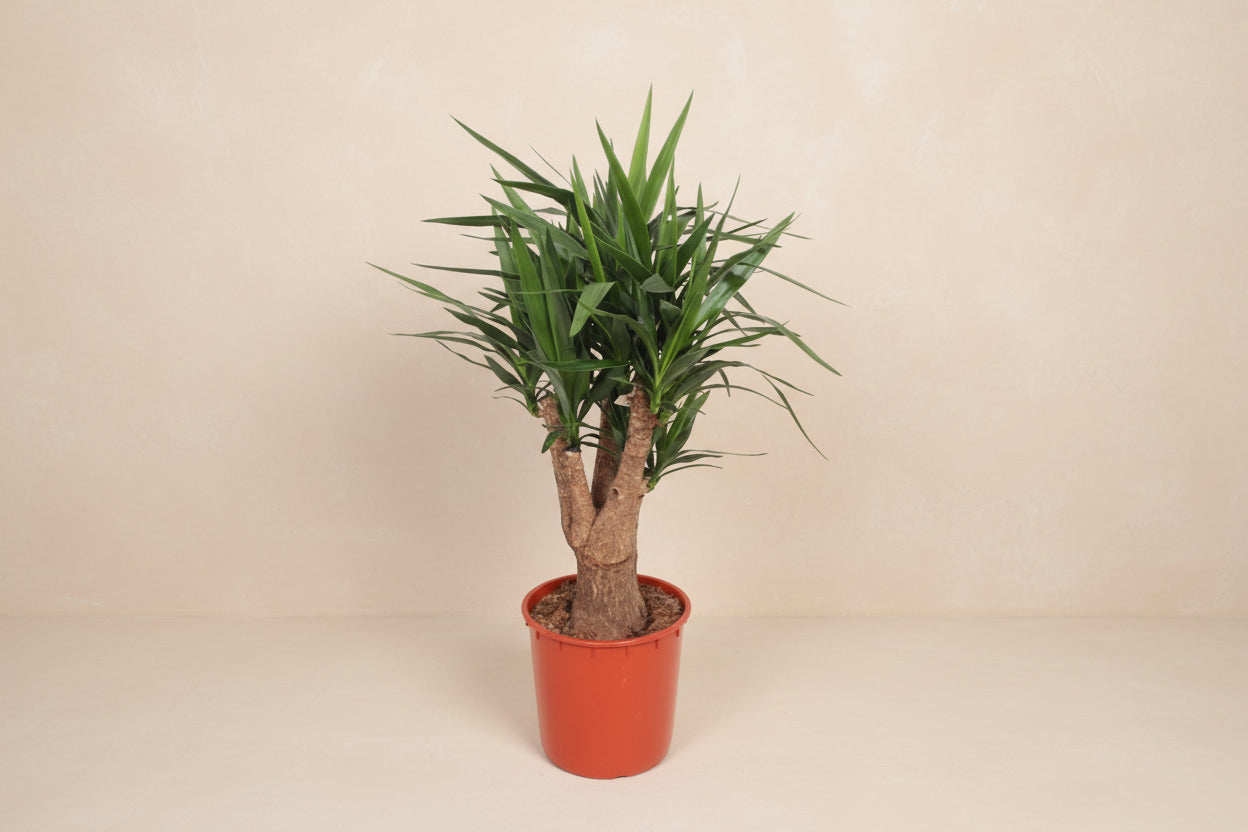 Yucca Elephantipes plant with tall stems and narrow, glossy green leaves in a red pot.