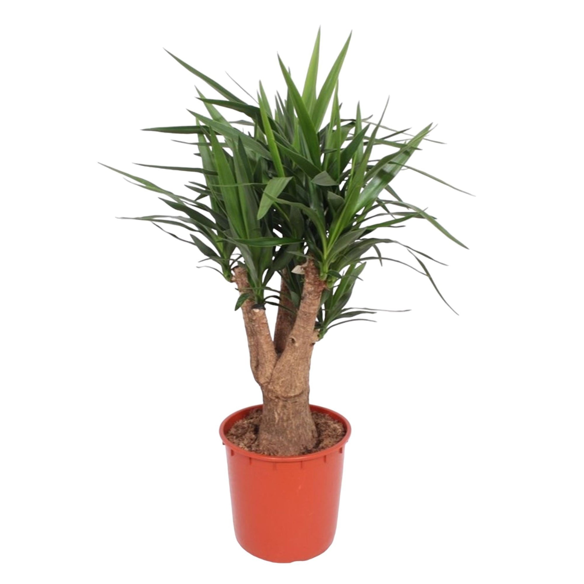 Yucca Elephantipes plant with tall stems and narrow, glossy green leaves in a red pot.