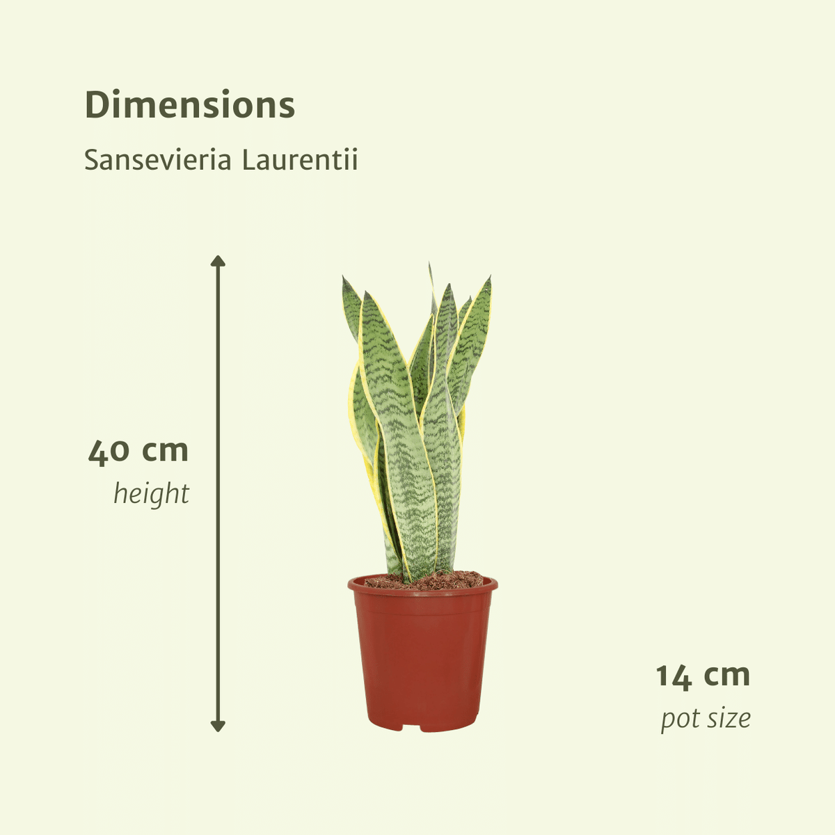 Bogenhanf Sansevieria Laurentii