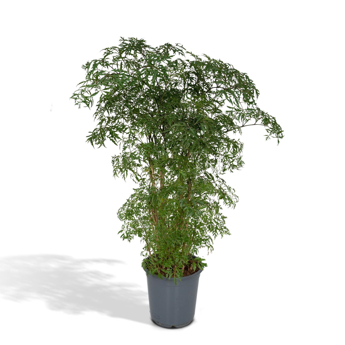 Aralie 75 cm hoch, Topf ø21 cm